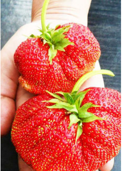 Клубника Максим (Упаковка 5шт)