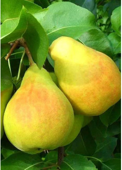 Груша Чижовская