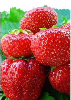 Клубника Дарселект (Упаковка 5шт)