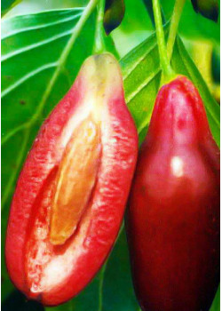 Кизил Элегантный